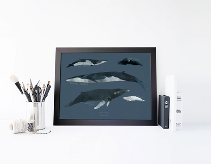BALTIC CLUB Poster | CETACEANS